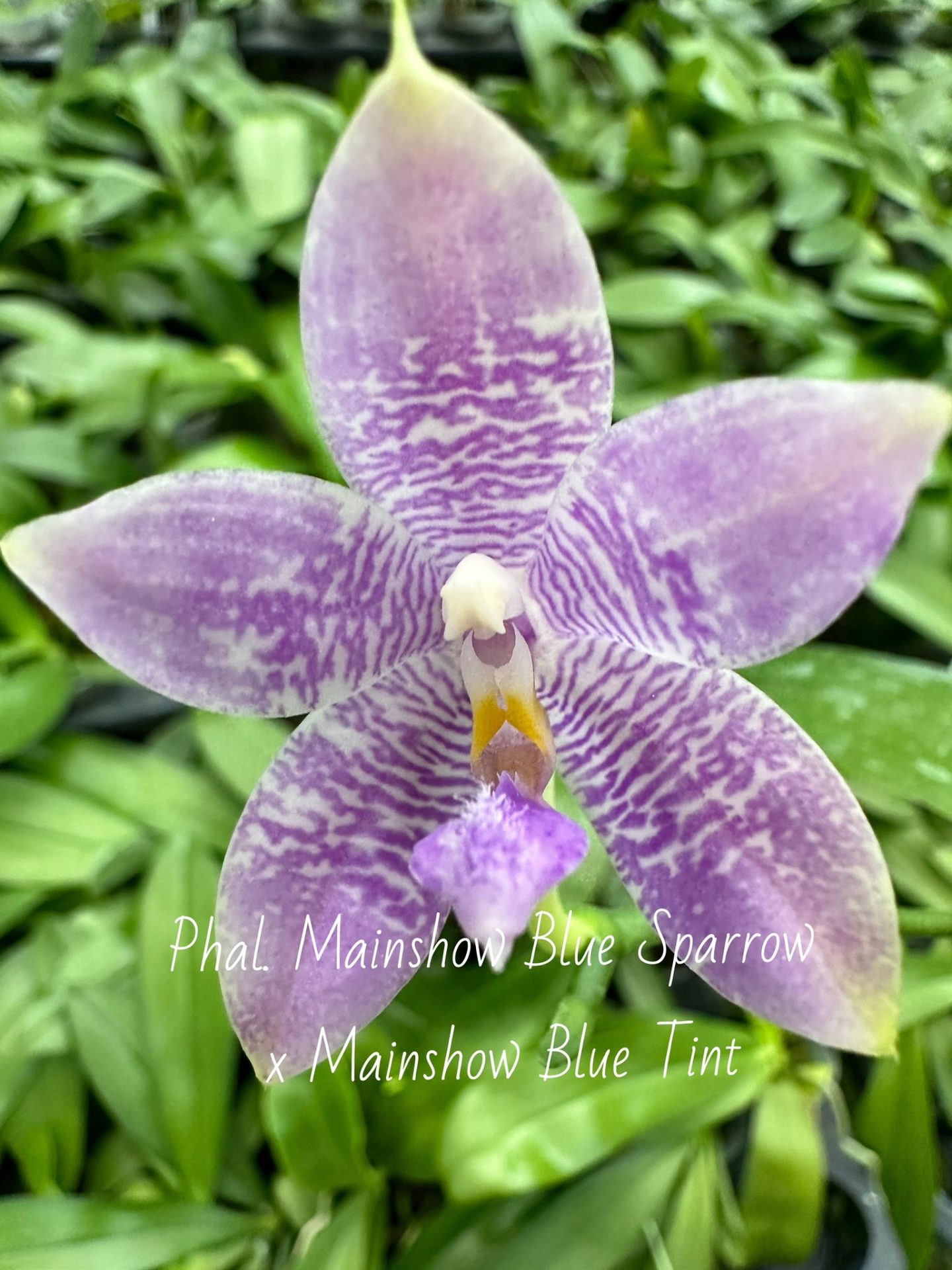 Phal. Mainshow Blue Sparrow'blue zebra' x Mainshow Blue Tint 'blue zebra'  /seedling (big1.7