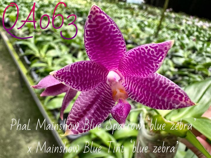 Phal. Mainshow Blue Sparrow'blue zebra' x Mainshow Blue Tint 'blue zebra'  /seedling (big1.7